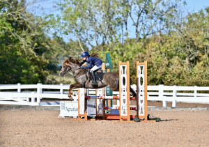 ideal first competition pony/pony club allrounder 
