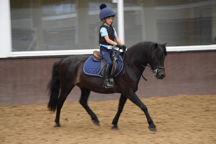Stunning showing/hunting/pony club pony