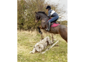 Genuine allrounder TB gelding 