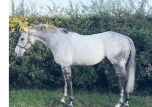 16.1 grey gelding ROR 