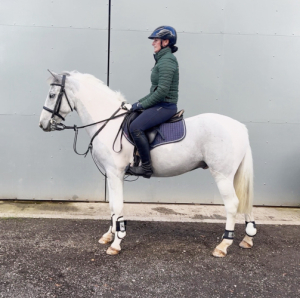 Blue and White 14.2 Gelding 