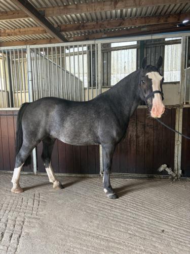 Pony club pony 🤩