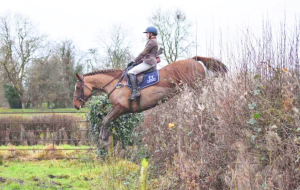 Genuine & Safe - Outstanding Allrounder / SJ / Grassroots Event / High End Pony Club / NSEA / Hunt