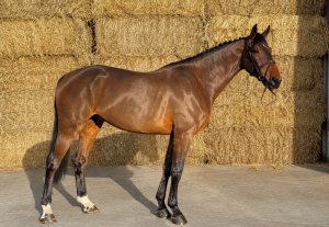 Beautiful Inside & Out - Showjump / Hunt / Allrounder