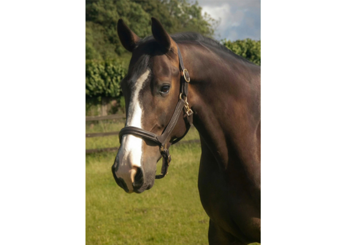 Quality sport horse