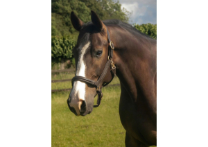Quality sport horse 