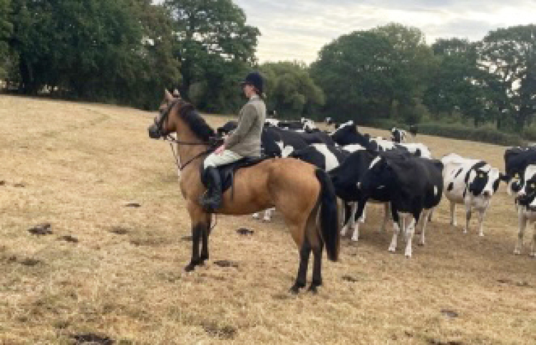 148cm 6yo Connemara Mare – Class 1 Breeding