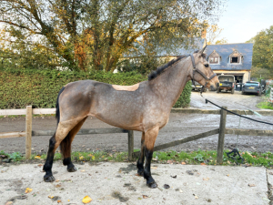 148cm 6yo Connemara Mare – Class 1 Breeding 