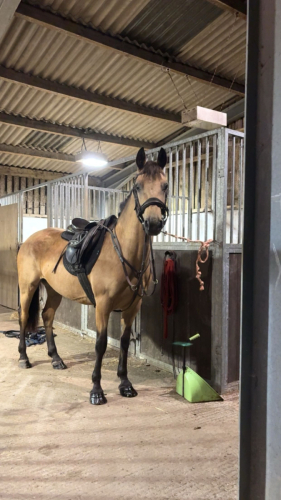 148cm 6yo Connemara Mare – Class 1 Breeding