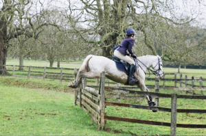 15hh, 12 year old Connemara Gelding  