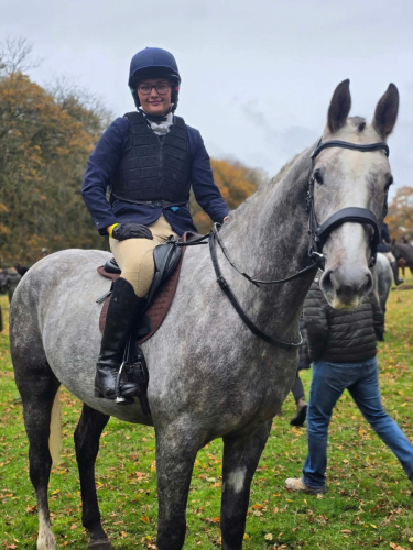 Young ID gelding