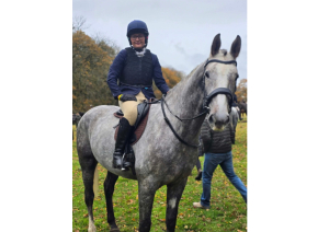 Young ID gelding 