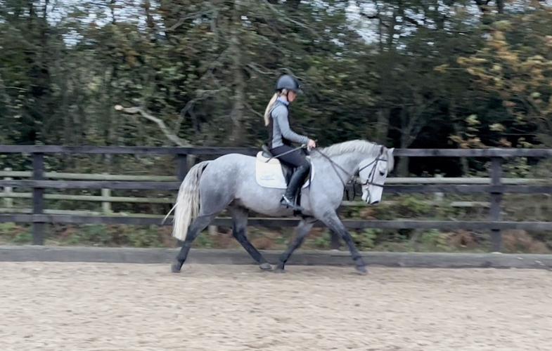 SUPER SMART PONY WITH SO MUCH TO OFFER