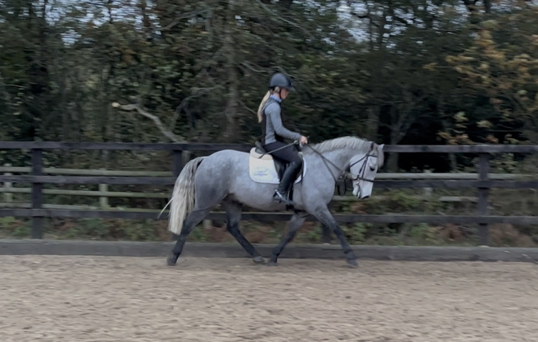 SUPER SMART PONY WITH SO MUCH TO OFFER