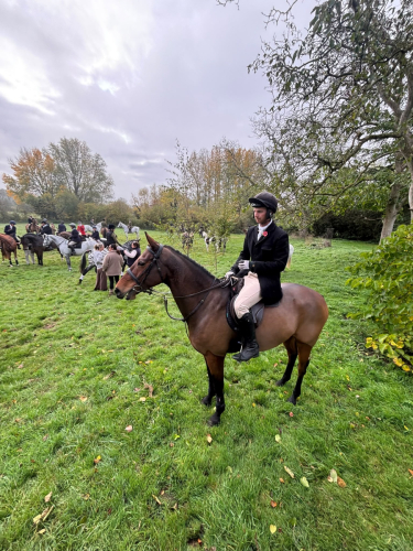Perfect Small Hunt horse