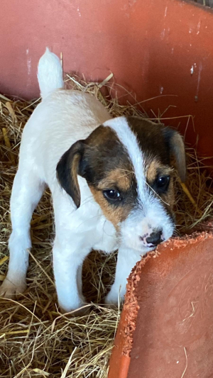 Tri-Coloured Jack Russell Puppy for sale