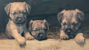 Gorgeous Boarder Terrier Puppies