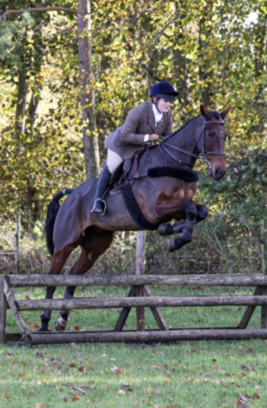 Hunter/Team Chaser/Allrounder looking for a new home 