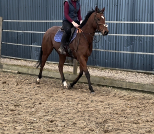 Annie sweet girl  / small allrounder/poloprospect