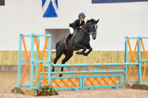 Talented young event Horse