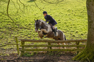One in a million 14.2hh Hunting Cob