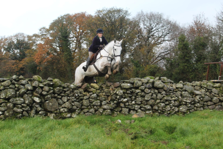 EXCEPTIONAL SEASONED HUNTER Horses For Sale & Wanted Northern