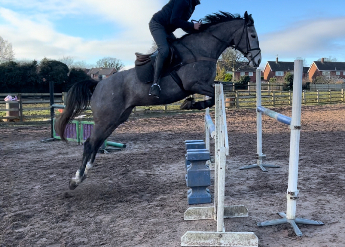 Outstanding Eventer/Showjumper Horses For Sale & Wanted West