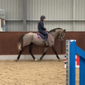 Quality well bred gelding with a bright future 