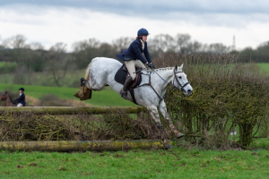 All round hunt horse