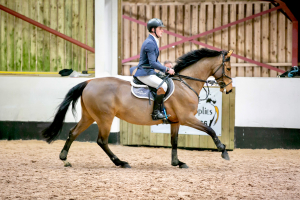 Showjumping Mare 