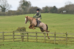 WANTED - Hunting Pony/Small Horse 14.2 - 15.2hh