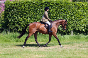 Perfect Ladies & Teenager's Horse - Allrounder