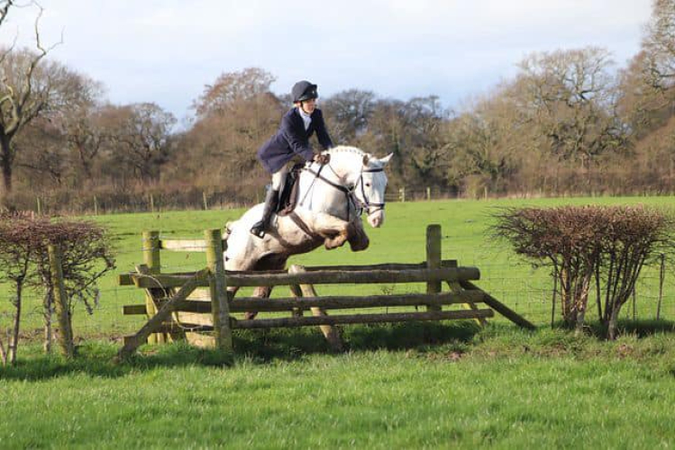 George - Fun 14.2hh All rounder