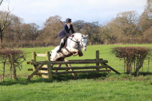 George - Fun 14.2hh All rounder
