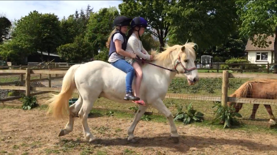 *SOLD* Superb 13.1hh Grey Family Pony Ponies For Sale & Wanted