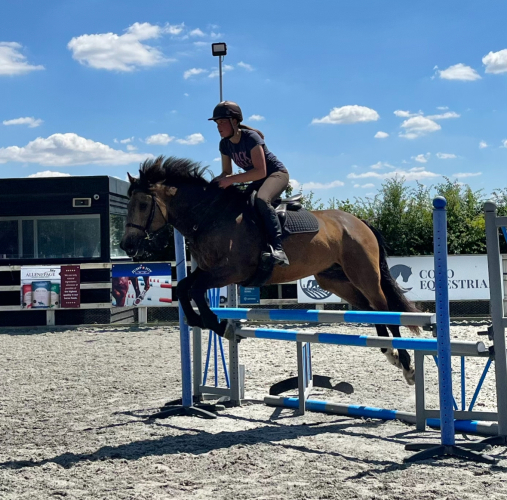 SOLD!! Super all rounder Horses For Sale & Wanted Essex Horses