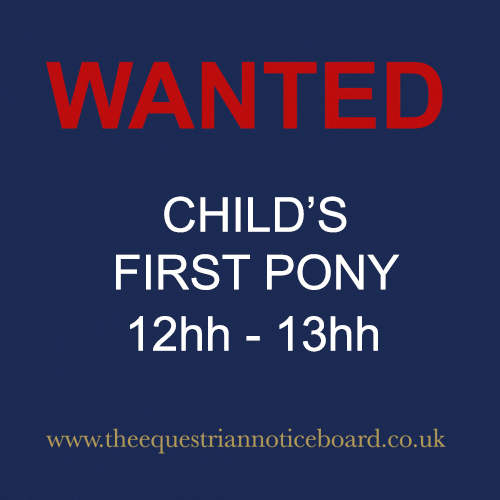 *SOLD* Superb 13.1hh Grey Family Pony Ponies For Sale & Wanted
