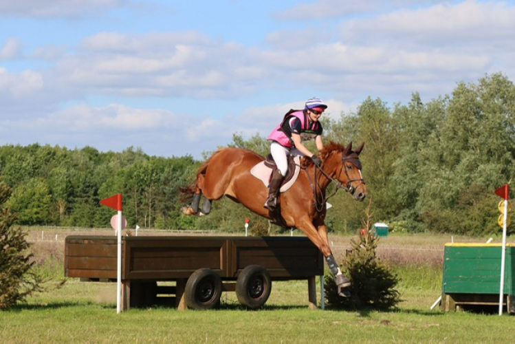 Smart Eventer /Jumper / Allrounder Horses For Sale & Wanted