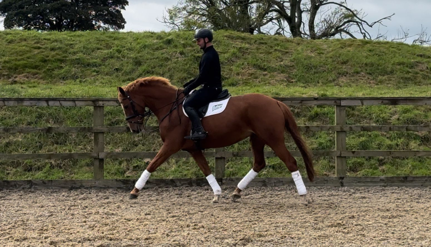 Smart Eventer /Jumper / Allrounder Horses For Sale & Wanted