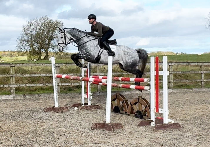 SMART LADIES HUNTER / EVENT HORSE Horses For Sale & Wanted