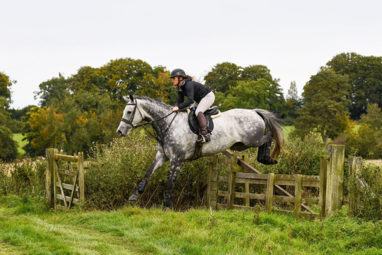 SMART LADIES HUNTER / EVENT HORSE Horses For Sale & Wanted