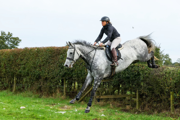 SMART LADIES HUNTER / EVENT HORSE Horses For Sale & Wanted