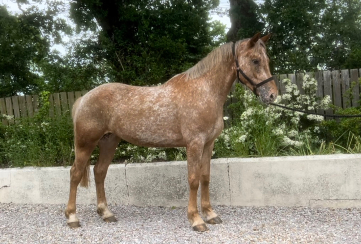 Unbroken Project Horse Horses For Sale & Wanted Devon Horses For