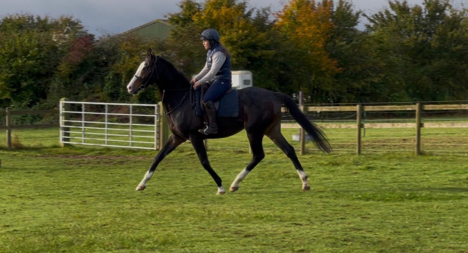 Striking Competition Horse In The Making Racehorses off the track for