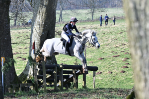 Hunting/PC/Allrounder Pony