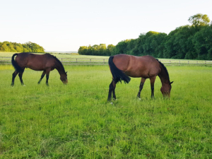 WANTED - Full Time, Live in Groom - Nr. Shaftesbury, Dorset
