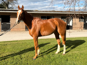 Thoroughbred Prospect // Allrounder