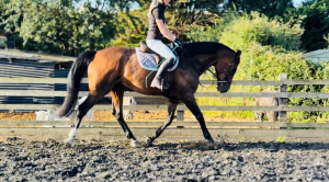 MANNERLY SEASONED HUNTER 