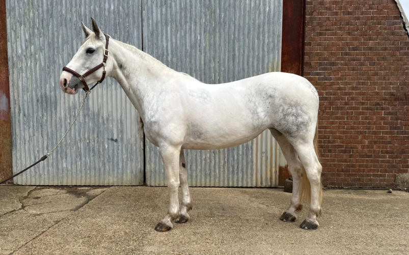 10/10 classy, solid Irish mare