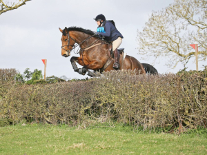 Super Talented versatile mare 